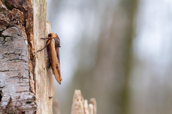 Red Sword-grass (Xylena vetusta). County Durham, United Kingdom. April 2025