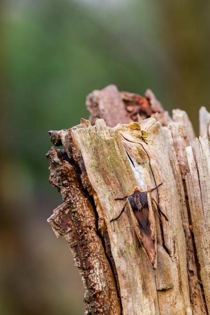 Red Sword-grass (Xylena vetusta). County Durham, United Kingdom. April 2025