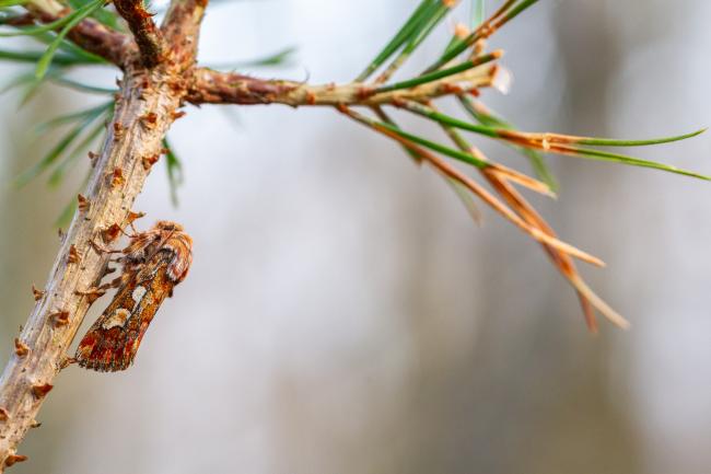 Pine Beauty (Panolis flammea). County Durham, United Kingdom. April 2025