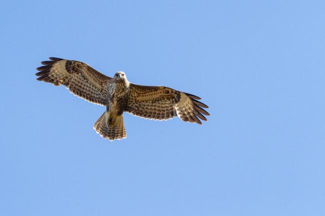 Common Buzzard (Buteo buteo). County Durham, United Kingdom. April 2025