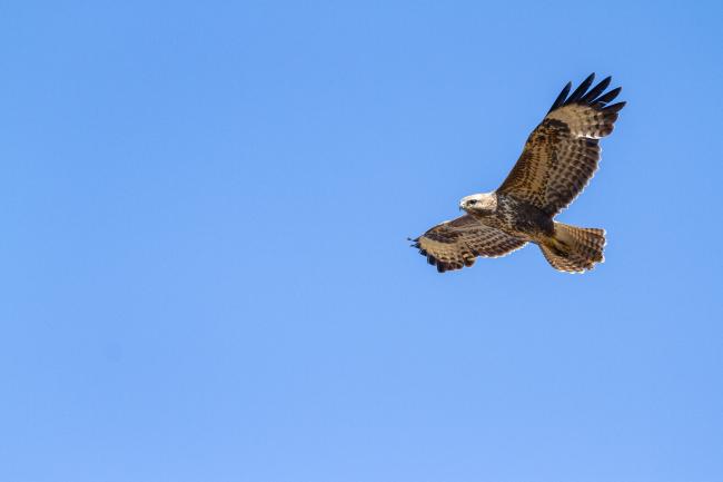 Common Buzzard (Buteo buteo). County Durham, United Kingdom. April 2025