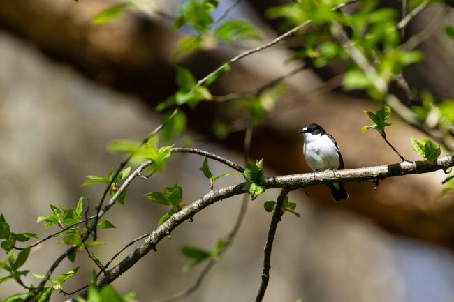 Pied Flycatcher (Ficedula hypoleuca). County Durham, United Kingdom. April 2025