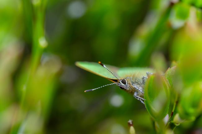 Green Hairstreak (Callophrys rubi). County Durham, United Kingdom. April 2025