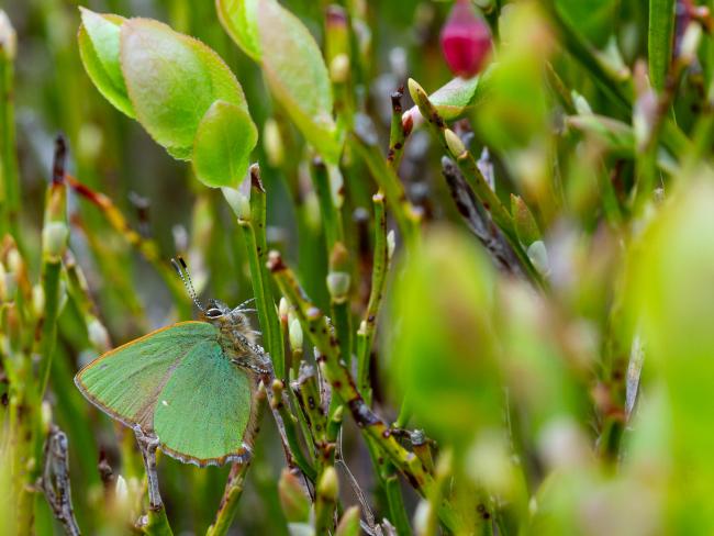 Green Hairstreak (Callophrys rubi). County Durham, United Kingdom. April 2025