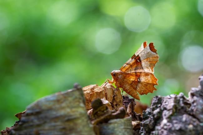 Lunar Thorn (Selenia lunularia). County Durham, United Kingdom. May 2025