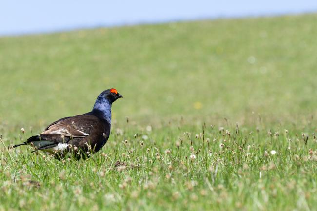 Black Grouse (Lyrurus tetrix). County Durham, United Kingdom. May 2025