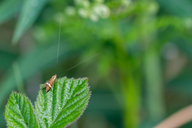 Yellow-barred Long-horn (Nemophora degeerella). County Durham, United Kingdom. May 2025