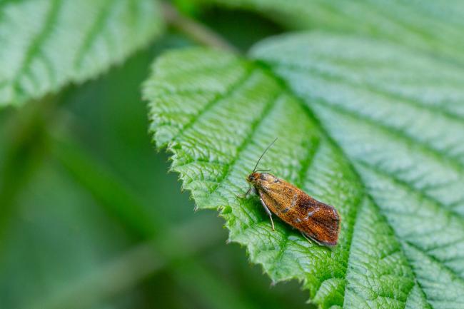 Brindled Tortrix (Ptycholoma lecheana). County Durham, United Kingdom. June 2025