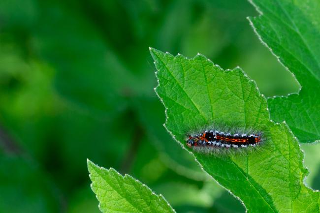 Yellow Tail (Euproctis similis). County Durham, United Kingdom. June 2025