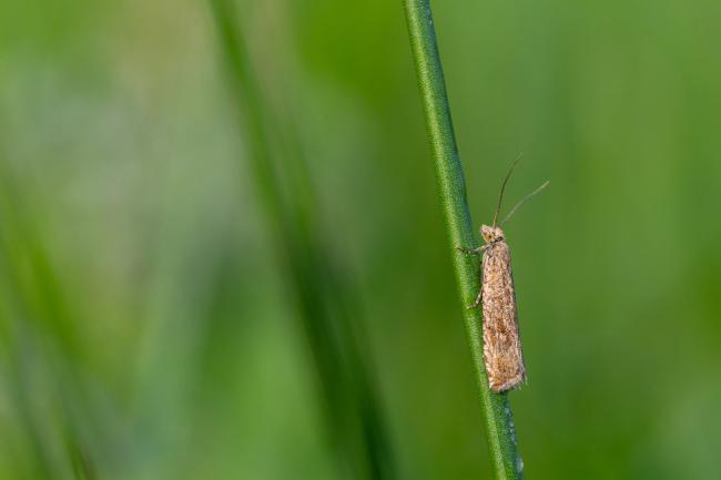Common Lance (Bactra lancealana). County Durham, United Kingdom. June 2025