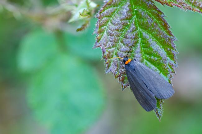 Red-necked Footman (Atolmis rubricollis). County Durham, United Kingdom. June 2025
