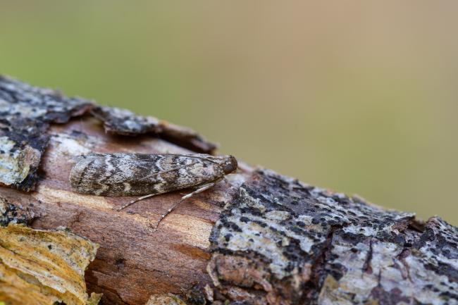 Pine Knot-horn (Dioryctria abietella). County Durham, United Kingdom. June 2025