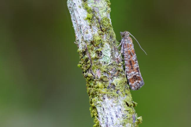 Spotted Shoot Moth (Rhyacionia pinivorana). County Durham, United Kingdom. June 2025