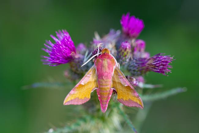 Small Elephant Hawk-moth (Deilephila porcellus). County Durham, United Kingdom. June 2025