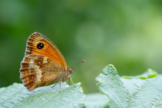 Gatekeeper (Pyronia tithonus). Oxfordshire, United Kingdom. July 2025