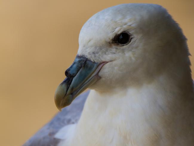 Northern Fulmar (Fulmarus glacialis). Northumberland, United Kingdom. June 2015
