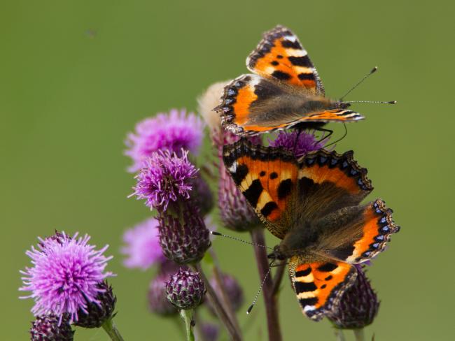 Small Tortoiseshell (Aglais urticae). Oxfordshire, United Kingdom. June 2015
