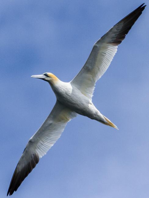 Northern Gannet (Morus bassanus). Ross and Cromarty, United Kingdom. August 2015