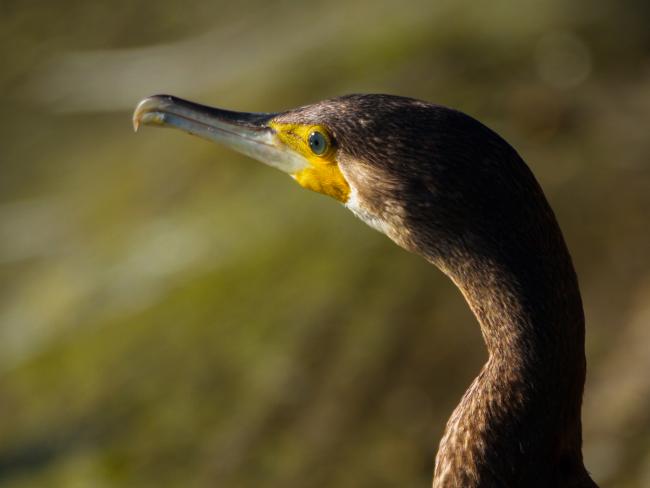Great Cormorant (Phalacrocorax carbo). Oxfordshire, United Kingdom. September 2015