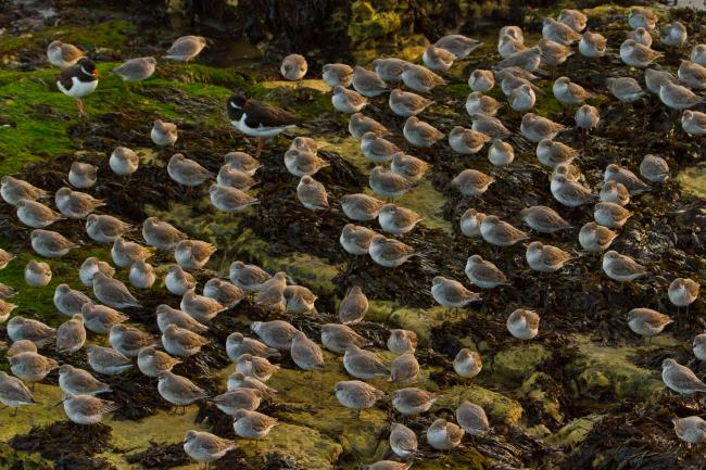 Red Knot (Calidris canutus), Eurasian Oystercatcher (Haematopus ostralegus). County Durham, United Kingdom. December 2015