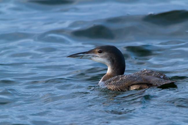 Great Northern Diver (Gavia immer). Oxfordshire, United Kingdom. December 2015