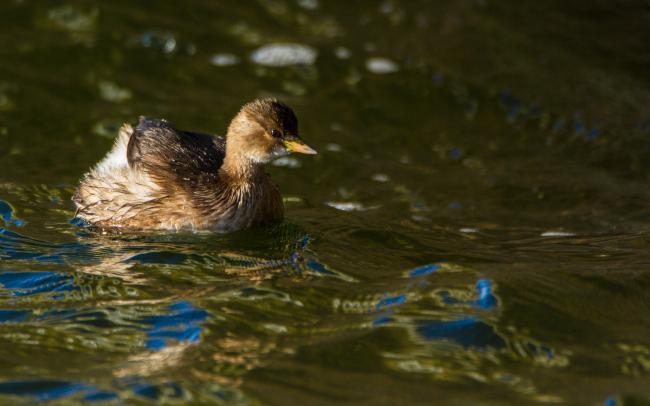 Little Grebe (Tachybaptus ruficollis). Oxfordshire, United Kingdom. January 2016
