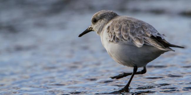 Sanderling (Calidris alba). Oxfordshire, United Kingdom. January 2016