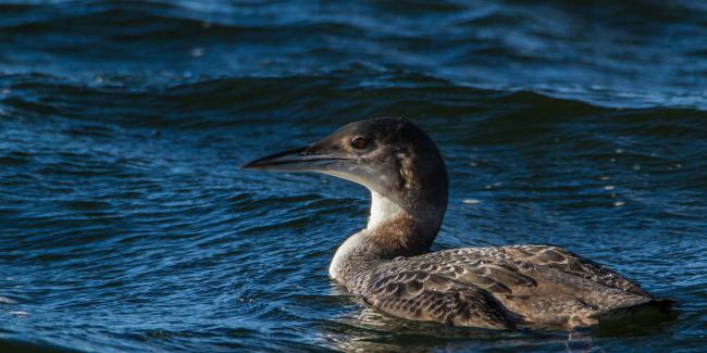 Great Northern Diver (Gavia immer). Oxfordshire, United Kingdom. January 2016