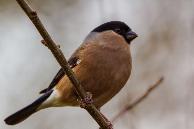 Eurasian Bullfinch (Pyrrhula pyrrhula). County Durham, United Kingdom. February 2016