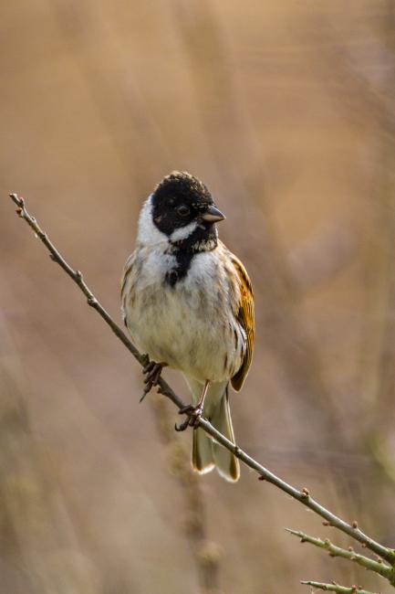 Common Reed Bunting (Emberiza schoeniclus). Oxfordshire, United Kingdom. March 2016