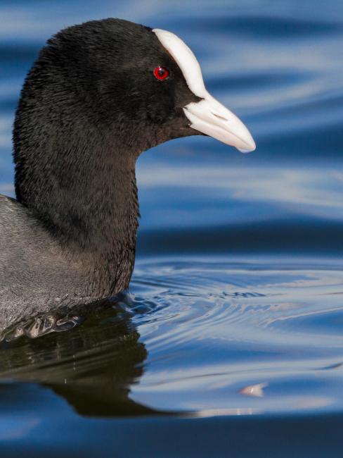 Eurasian Coot (Fulica atra). Oxfordshire, United Kingdom. March 2016