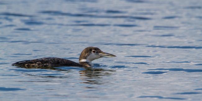 Great Northern Diver (Gavia immer). Oxfordshire, United Kingdom. March 2016