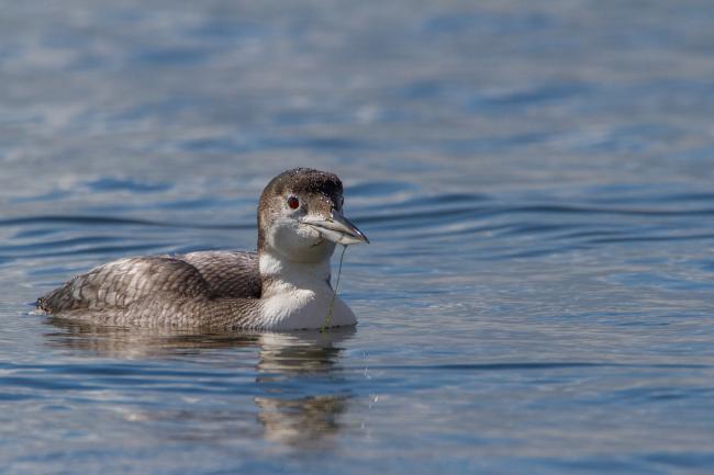 Great Northern Diver (Gavia immer). Oxfordshire, United Kingdom. March 2016