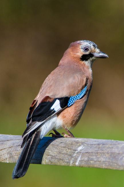Eurasian Jay (Garrulus glandarius). Dorset, United Kingdom. April 2016
