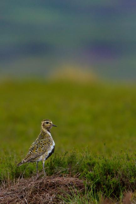 European Golden Plover (Pluvialis apricaria). County Durham, United Kingdom. June 2016