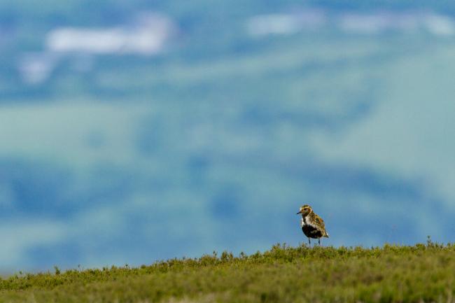 European Golden Plover (Pluvialis apricaria). County Durham, United Kingdom. June 2016