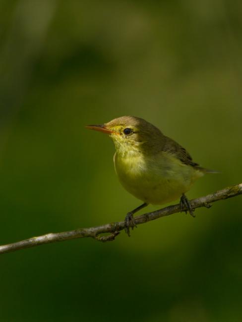Icterine Warbler (Hippolais icterina). , Latvia. July 2016