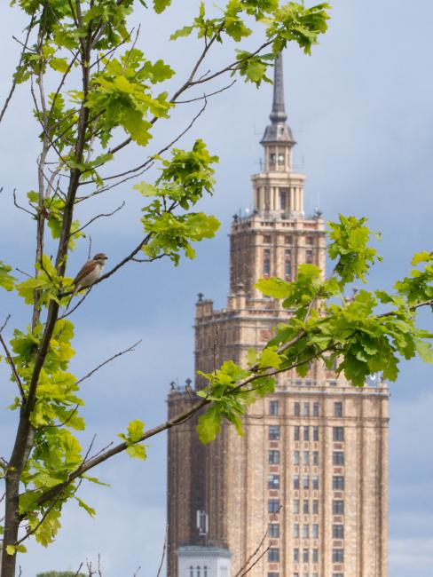 Red-backed Shrike (Lanius collurio). , Latvia. July 2016