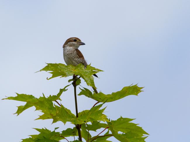 Red-backed Shrike (Lanius collurio). , Latvia. July 2016