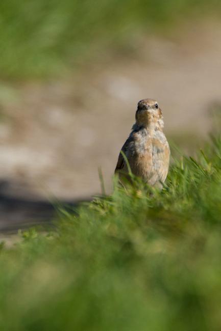Northern Wheatear (Oenanthe oenanthe). Harju, Estonia. July 2016