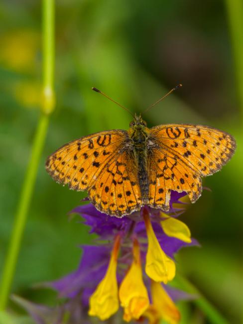 Small Pearl-bordered Fritillary (Boloria selene). Harju, Estonia. July 2016