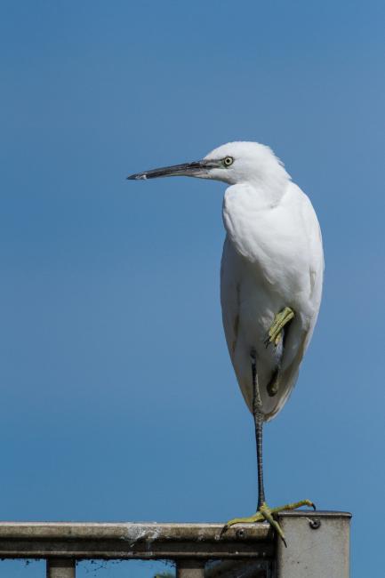 Little Egret (Egretta garzetta). Oxfordshire, United Kingdom. September 2016