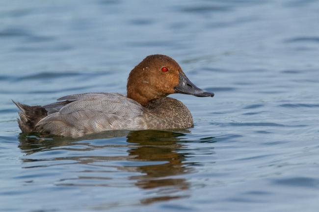 Common Pochard (Aythya ferina). Oxfordshire, United Kingdom. September 2016