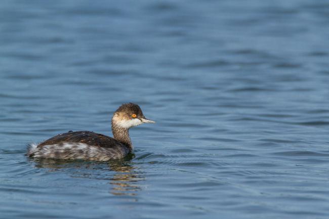 Black-necked Grebe (Podiceps nigricollis). Oxfordshire, United Kingdom. September 2016