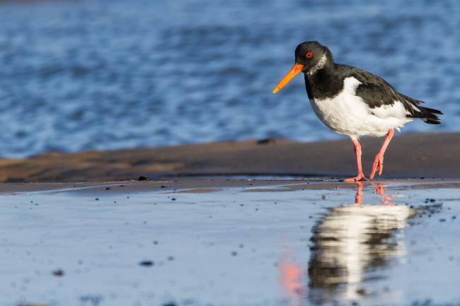 Eurasian Oystercatcher (Haematopus ostralegus). County Durham, United Kingdom. January 2017