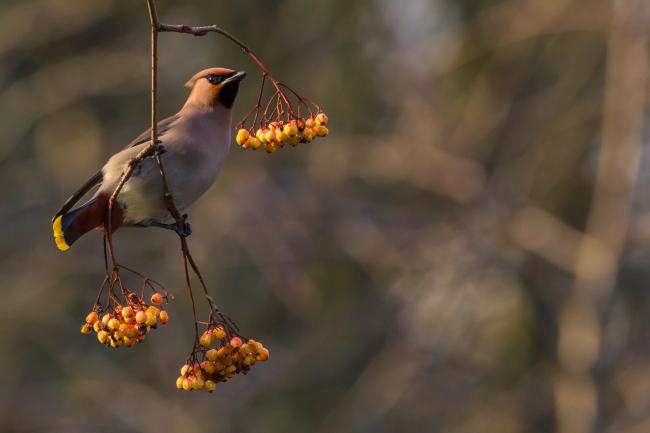 Bohemian Waxwing (Bombycilla garrulus). County Durham, United Kingdom. March 2017