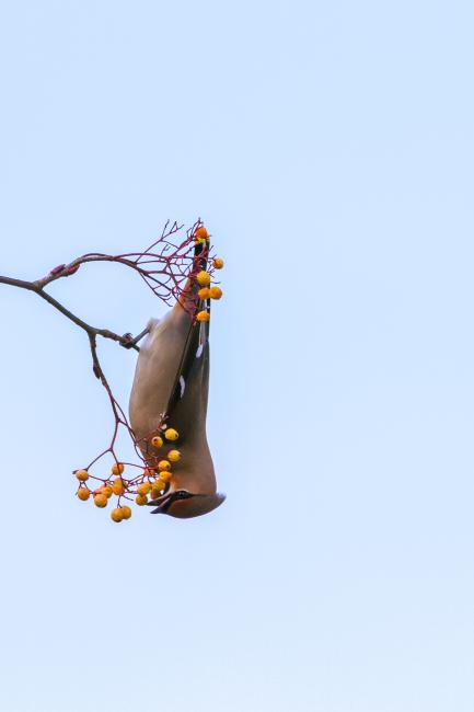 Bohemian Waxwing (Bombycilla garrulus). County Durham, United Kingdom. March 2017