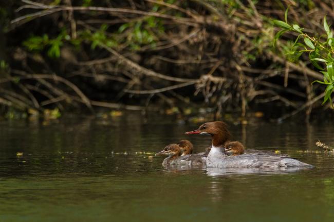 Goosander (Mergus merganser). County Durham, United Kingdom. May 2017