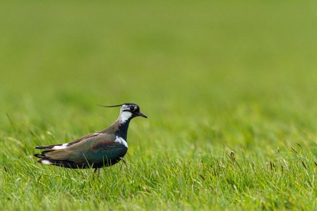 Northern Lapwing (Vanellus vanellus). County Durham, United Kingdom. May 2017