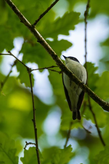 Pied Flycatcher (Ficedula hypoleuca). County Durham, United Kingdom. May 2017
